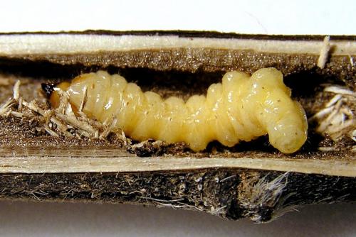 Réf. 26 568 : Opsilia coerulescens