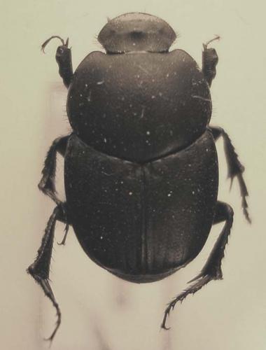 Euonthophagus sp.