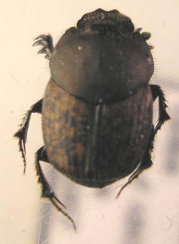Onthophagus sp.