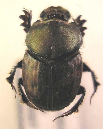 Onthophagus vacca