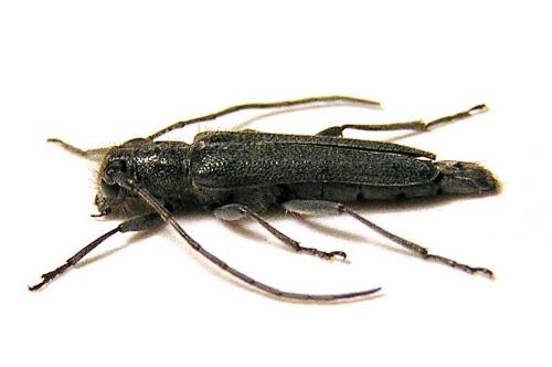 Opsilia coerulescens
