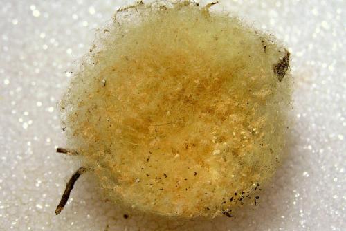 Réf. 26 760 : Araneus sp.