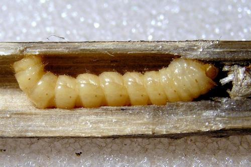 Agapanthia asphodeli