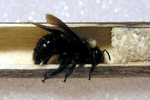 Xylocopa iris