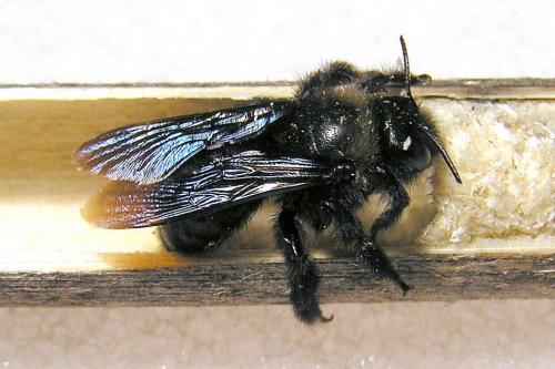 Xylocopa iris