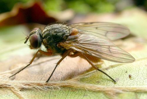 Réf. 26 336 : Phaonia subventa