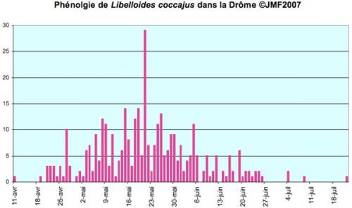 Réf. 26 104 : Libelloides coccajus