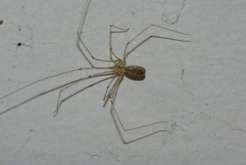 Réf. 26 093 : Pholcus phalangioides