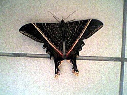 Sematura lunus