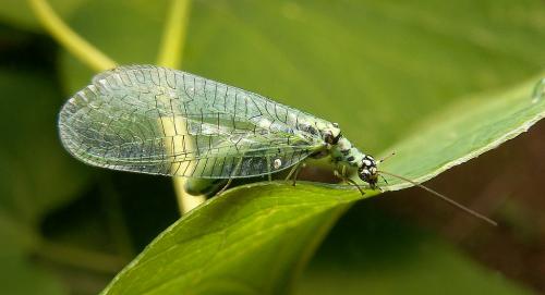 Réf. 26 722 : Chrysopa perla
