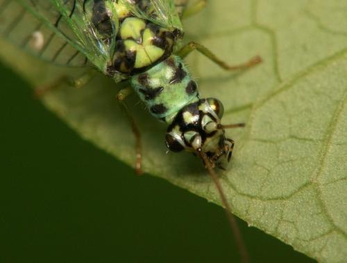 Réf. 26 756 : Chrysopa perla