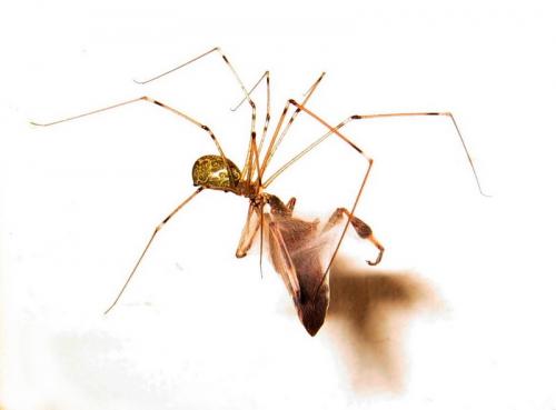 Leptoglossus occidentalis