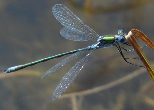 Lestes sp.