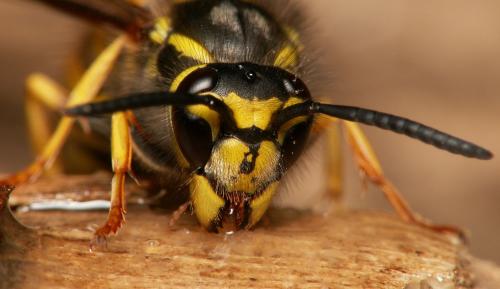 Réf. 26 686 : Vespula germanica