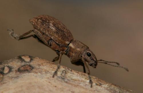 Naupactus cervinus