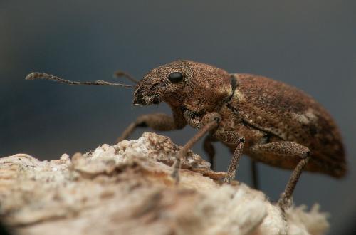 Naupactus cervinus