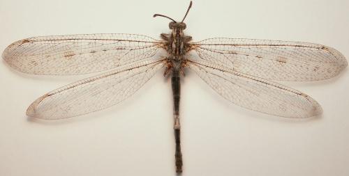 Synclisis baetica