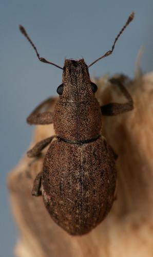 Réf. 26 692 : Naupactus cervinus