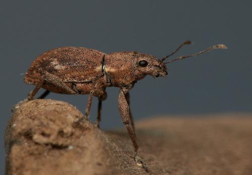 Réf. 26 694 : Naupactus cervinus