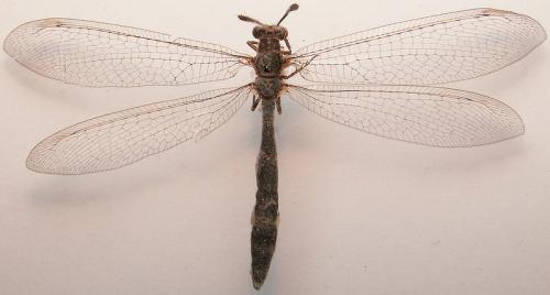 Réf. 26 765 : Myrmeleon inconspicuus