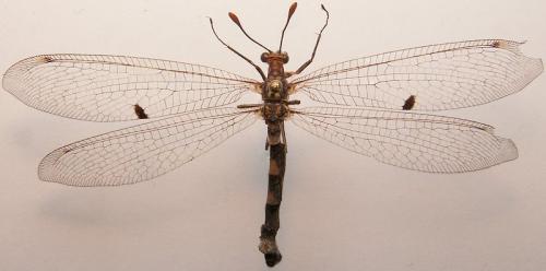 Megistopus flavicornis