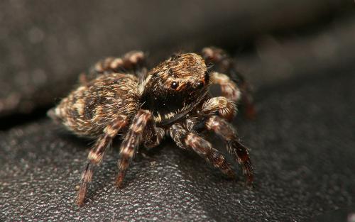 Réf. 26 859 : Pseudeuophrys erratica