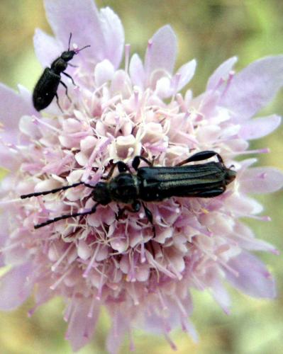 Stenopterus ater