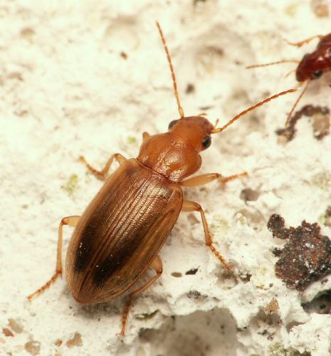 Dicheirotrichus obsoletus