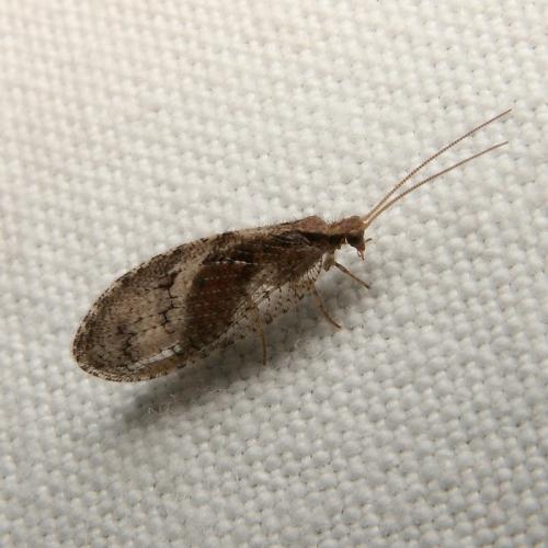 Réf. 26 687 : Wesmaelius sp.