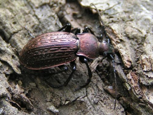 Réf. 26 786 : Carabus cancellatus graniger