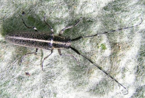 Agapanthia cardui