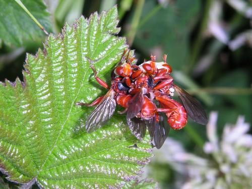 Myopa sp.