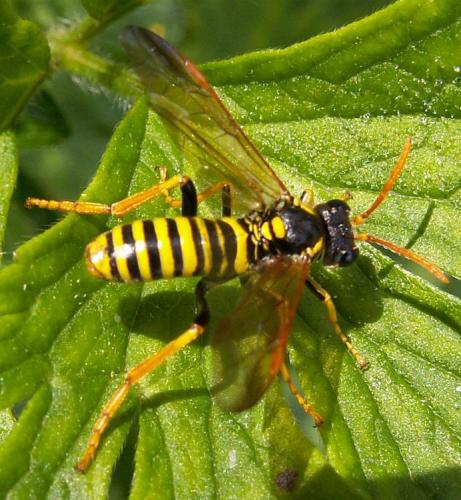 Réf. 26 172 : Tenthredo scrophulariae