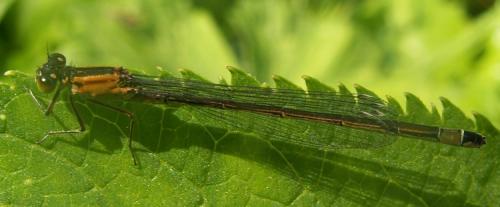 Ischnura elegans