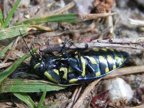 Réf. 26 785 : Buprestis octoguttata