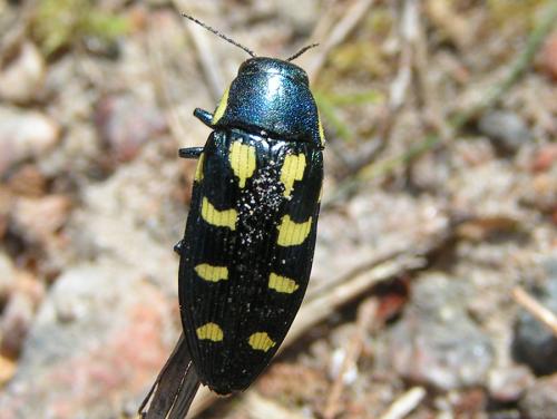 Buprestis octoguttata