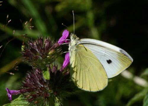 photo de papillon