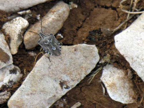 Codophila varia