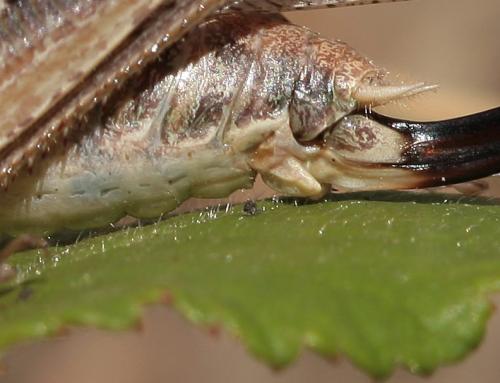 Réf. 26 766 : Platycleis intermedia