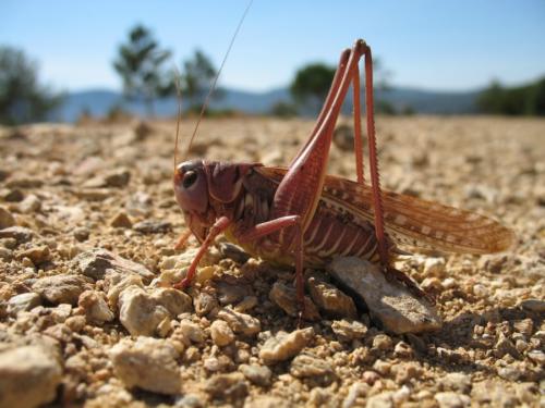 Réf. 26 750 : Decticus albifrons