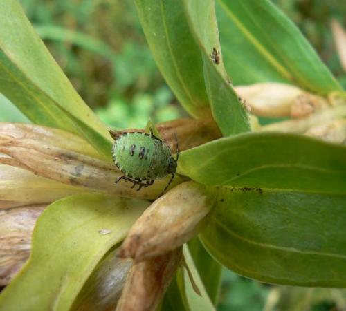 Palomena prasina