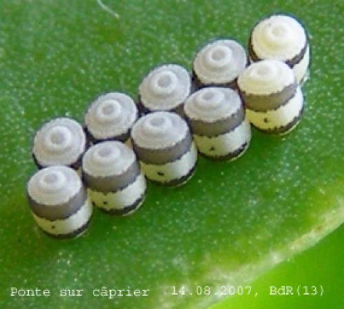 Eurydema sp.