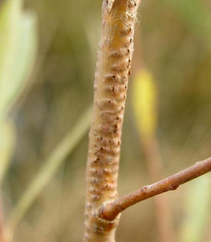 Chalcolestes viridis
