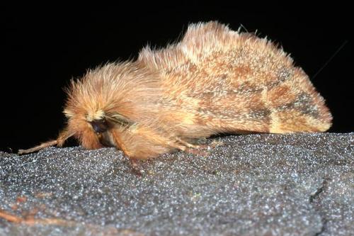 Réf. 26 881 : Ptilophora plumigera