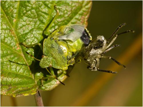 Palomena prasina