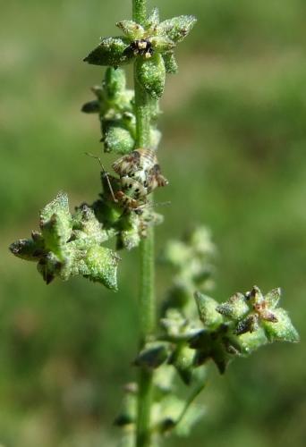 Lygus sp.
