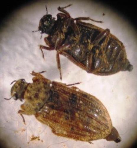 Helophorus sp.