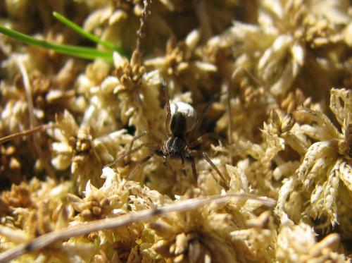 Aulonia albimana