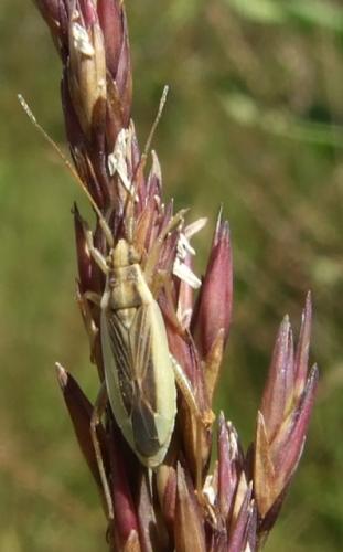 Stenodema holsata