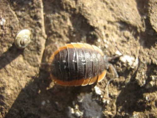 Porcellio duboscqui